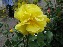 'Korresia' Rose
